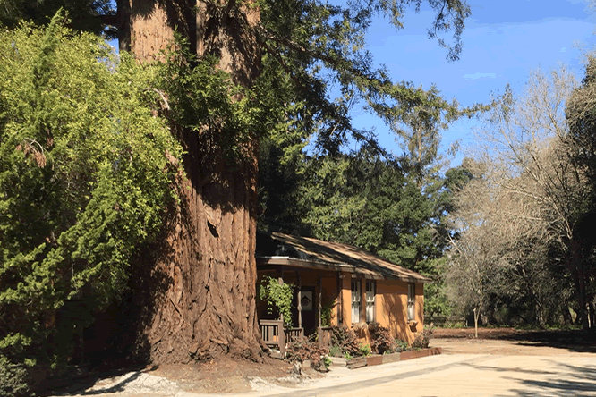 Suburban office building and grounds in Portola Valley, California